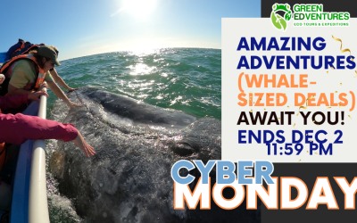 Cyber Monday Ends Tonight 11:59 PM | Feel Empowered, Inspired, and Connected—Join Our Women’s Travel Adventures!