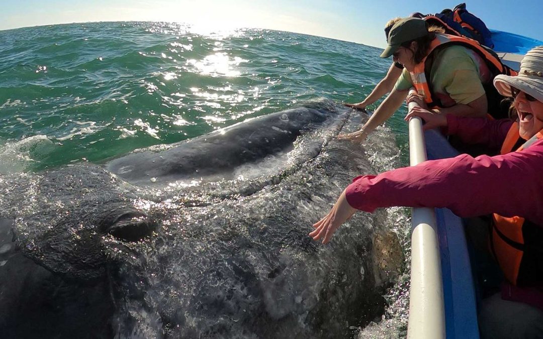 Baja Women’s Adventure & Gray Whales Tour